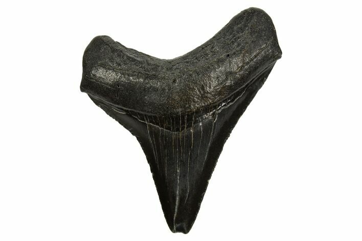 Serrated, Juvenile Megalodon Tooth - South Carolina #310106